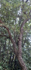 Quercus suber