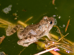 Phrynobatrachus natalensis