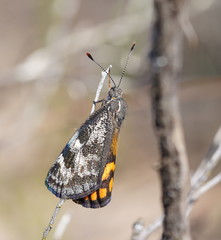 Synemon parthenoides