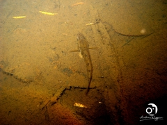 Afurcagobius suppositus