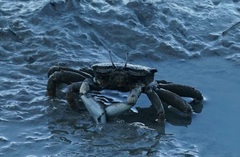 Venitus latreillei