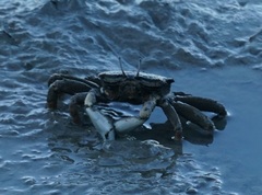 Venitus latreillei