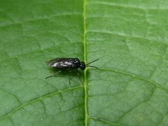 Stethomostus fuliginosus