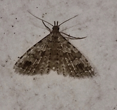 Alucita hexadactyla