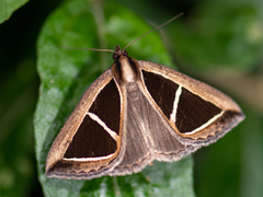 Grammodes