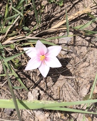 Gethyllis spiralis