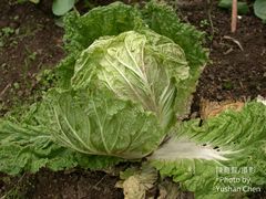 Brassica rapa pekinensis