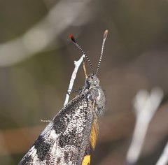 Synemon parthenoides