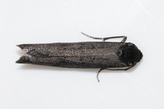 Typhonia circophora