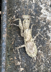 Humbertiella