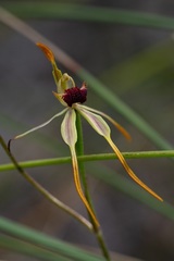 Caladenia magniclavata