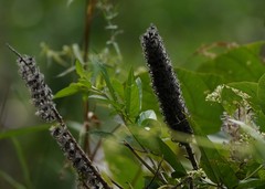 Uraria crinita