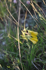 Onosma simplicissima