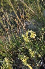 Onosma simplicissima