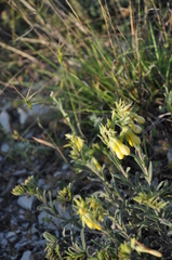 Onosma simplicissima