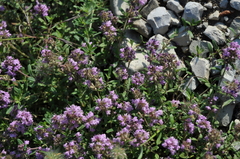 Thymus pannonicus