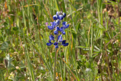 Lupinus bicolor