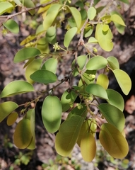 Pseudolachnostylis maprouneifolia