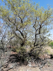 Pseudolachnostylis maprouneifolia