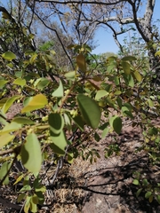 Pseudolachnostylis maprouneifolia
