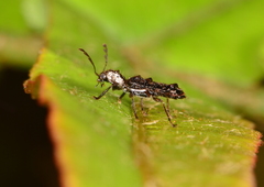 Phymatophaea pustulifera