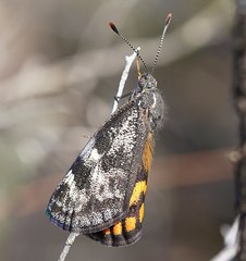 Synemon parthenoides