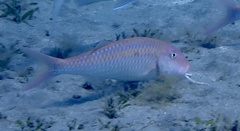 Parupeneus heptacantha