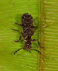 Phymatophaea pustulifera