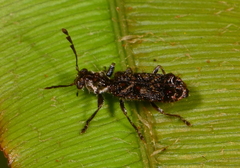 Phymatophaea pustulifera