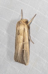 Leucania stenographa