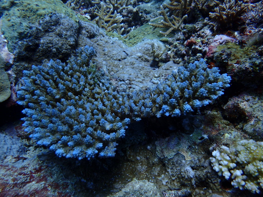 Bushy staghorn coral