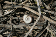 Planorbarius corneus