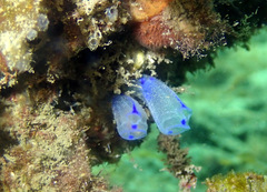 Clavelina australis