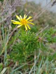 Limbarda crithmoides longifolia