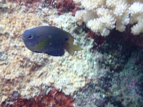 Pomacentrus vaiuli observed 2021-11-07