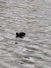 Fulica atra