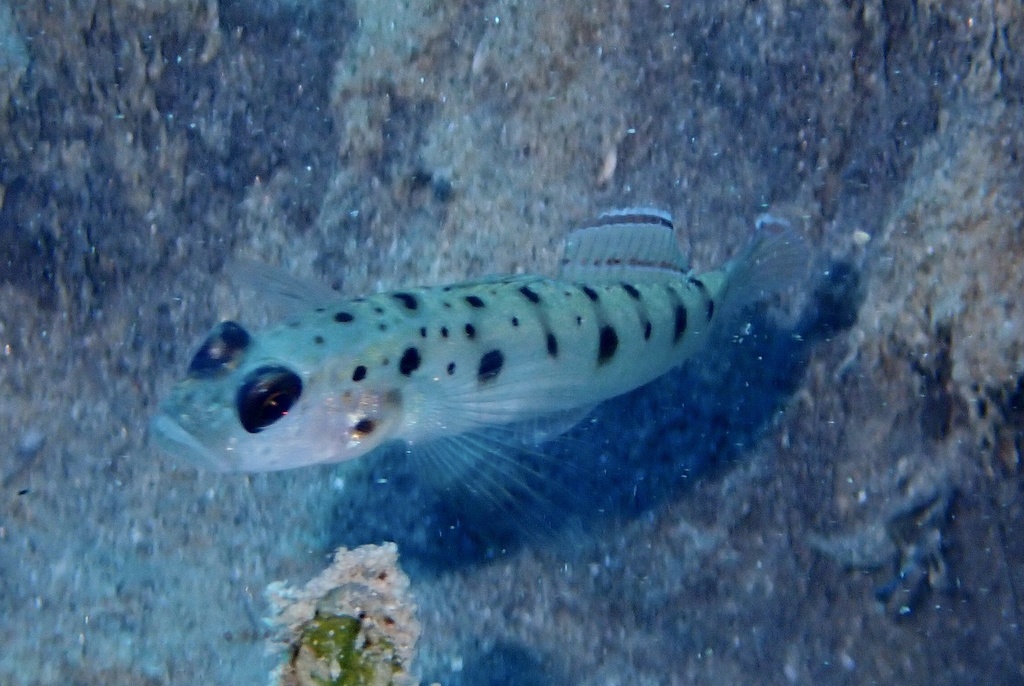 Ambanoro Prawn-goby