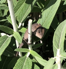 Bradypodion damaranum