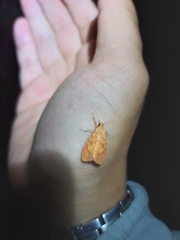 Miltochrista pyraula