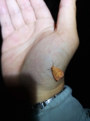 Miltochrista pyraula