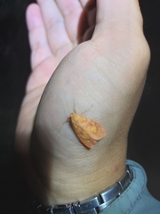 Miltochrista pyraula