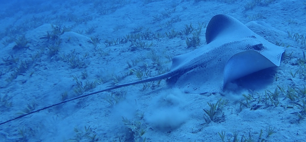 Coach whipray feeding over seagrass, with puffs of sand beside it