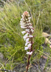 Eulophia barbata
