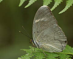 Euphaedra uganda