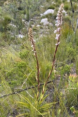 Eulophia barbata