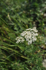Achillea nobilis
