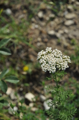 Achillea nobilis