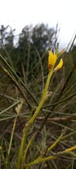 Spartium junceum