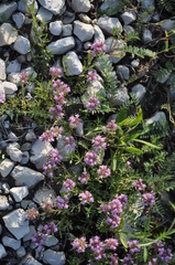 Thymus pannonicus