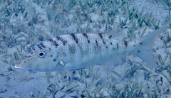 Lethrinus mahsena